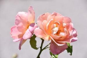 hermosas flores de rosa rosa floreciente en un arbusto foto