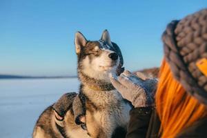 lindo perro husky foto