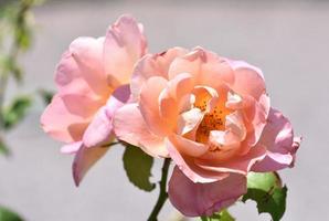 Light Pink Roses Blooming on a Bush photo