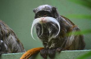 Bearded Tamarin Monkey Gazing Down from a Platform photo