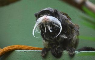 adorable mono tití emperador barbudo con una cara linda foto