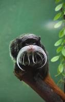 Mustache on a Cute Tamarin Monkey on a Branch photo