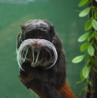 fantástico emperador mono tamarin sentado en una rama foto