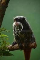 Bearded Emperor Tamarin Monkey Sitting on a Branch photo