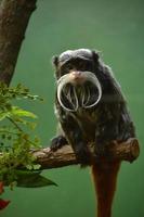 Small Bearded Emperor Tamarin Monkey Sitting on a Branch photo