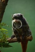 Bearded Emperor Tamarin Monkey Looking Down from a Branch photo