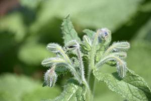 Close Up Look at Bugleweed in a Garden photo