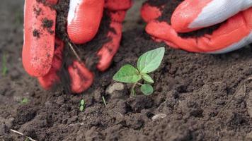 las manos de los granjeros cuidan cuidadosamente las plántulas que acaban de plantarse en el suelo. video