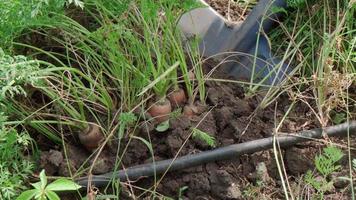 boer opgravingen omhoog wortels in tuin met Schep. detailopname gefocust Aan wortels. video