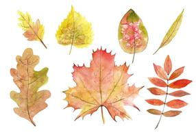 Watercolor Autumn Leaves set. Hand painted vector botanical illustration of Fall Foliage. Maple and Oak leafage on a transparent background. Yellow, orange and red colors