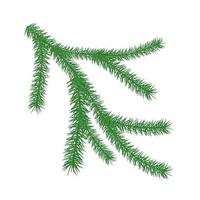 Christmas branch of pine element for web design. Nature abstract vector. illustration. Isolated on white background object. vector