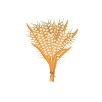 Spikelets of wheat on a white background. A bunch of ears isolated vector illustration.