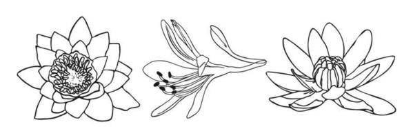 Lily flower minimal botanical drawing. Vector set of floral elements for design. Doodle set element. Illustration vector graphic.