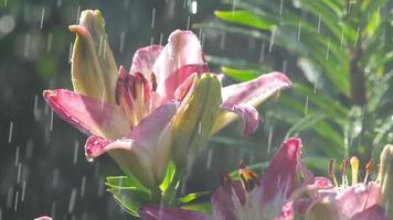 regendruppels op de bloemblaadjes van een bloem roze lelie, slow-motion video