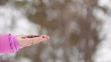 Kleibervogel in Frauenhand frisst Samen, Winter video