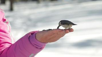 Nuthatch bird in women's hand eat seeds, winter, slow motion video