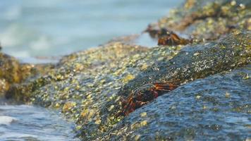 krabben op de rots op het strand, rollende golven, close-up video