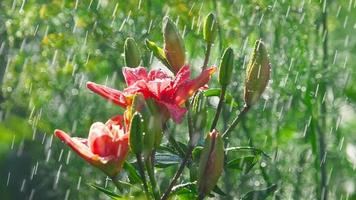 gotas de lluvia en los pétalos de un lirio de flor rosa, cámara lenta video