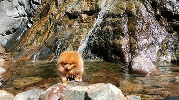 de pommeren wandelingen Aan de water en looks in de omgeving van en denkt hoe naar knoeien hem omhoog video