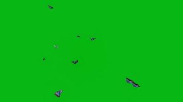 pantalla verde de animación de mariposa voladora video