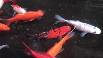 de nombreux poissons comètes luxueux nagent dans l'étang. video