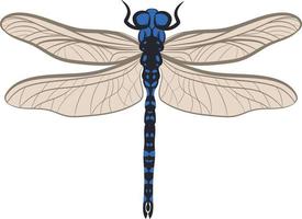 Dragonfly top view 2d illustration vector