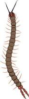 Centipede top view 2d illustration vector