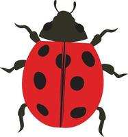 Ladybug top view 2d illustration vector