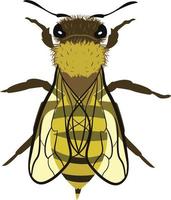 Bee top view 2d illustration vector