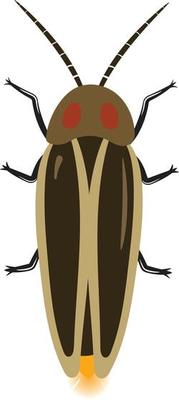 Firefly top view 2d illustration