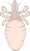 Lice top view 2d illustration vector