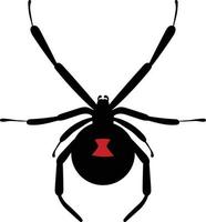 Spider top view 2d illustration vector