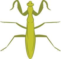 mantis vista superior 2d ilustración vector