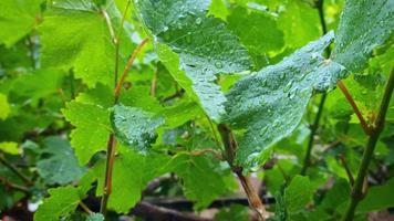 acqua gocce su le foglie sotto il pioggia video