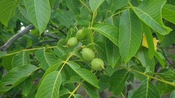 Walnuts on branch swaying in the wind with leaves video