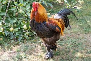 hermoso gallo al sol foto