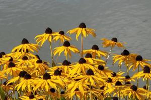 yellow flowers on the shore photo