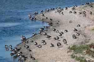 beach in the morning with many birds photo