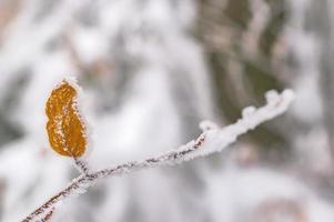 hojas de haya en una rama en invierno foto