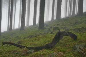 Spring spruce forest photo