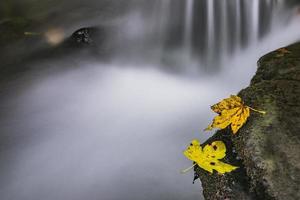 Autumn maple leaves photo