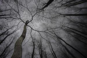 Spring tree crown photo