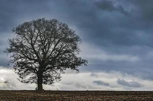 Lone tree on a field photo