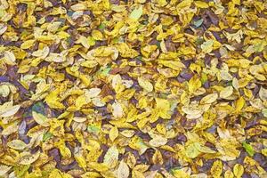 Autumn leaves on the ground photo