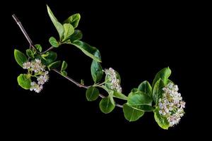 Aronia melanocarpa flower photo