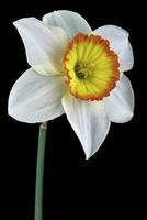 One narcissus isolated photo