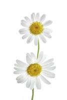 Two daisy flowers photo