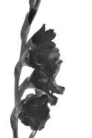 The Flower Gladiolus photo