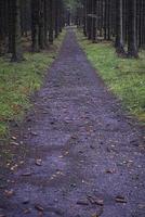 Forest path spruce forest photo