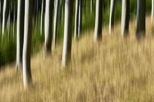 Abstract concept forest photo